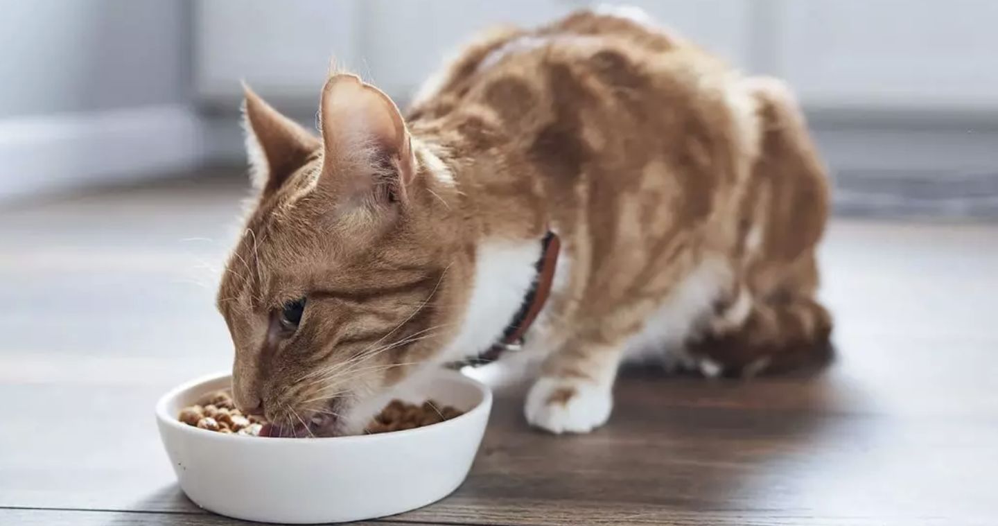 普遍问题：猫干粮对食欲和体重的影响——“越肥胖，越饥饿”