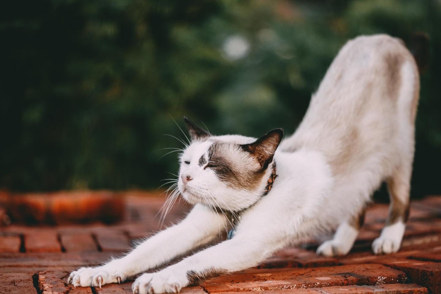 种猫应该在几岁退役？