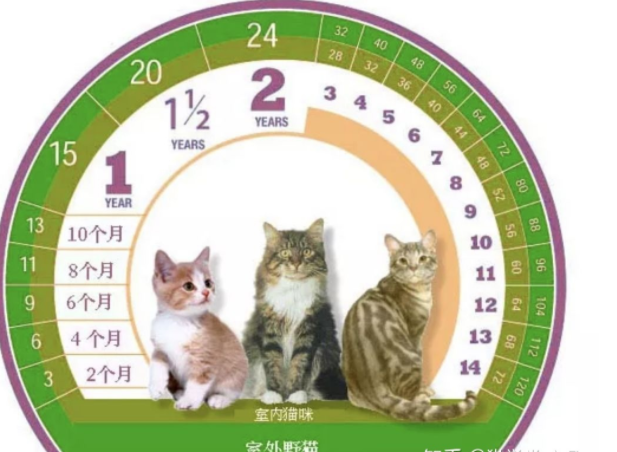 猫多大年纪算是老年猫？