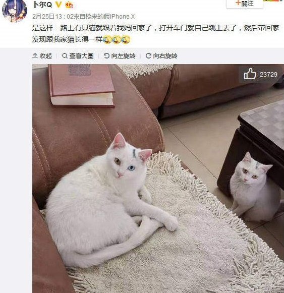 在路边跟着妈妈回家的猫，这么巧就长得跟自家主子一模一样!