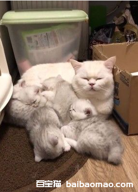 5只小猫咪