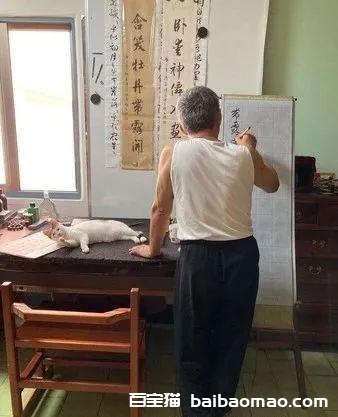 曾说要丢猫，如今喵孙霸占字帖，严父秒让位“站着练书法”