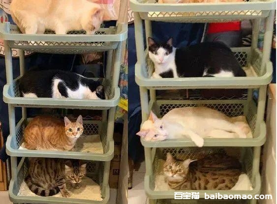 五层架住满“5层猫”！顶楼胖猫踩凹地板，网友笑喷：过重楼会塌