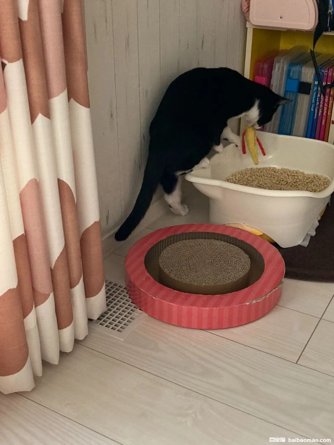 网友看到奶牛猫叼玩偶进猫砂盆，刚要制止才发现原来是在教玩偶上厕所！