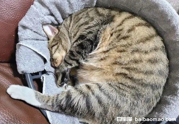 地震疏散演练！奴才开洗衣袋，10猫自动打包，赖着不想走：好玩