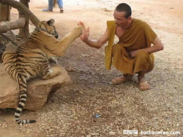 如果感到幸福，你就和喵拍拍手…