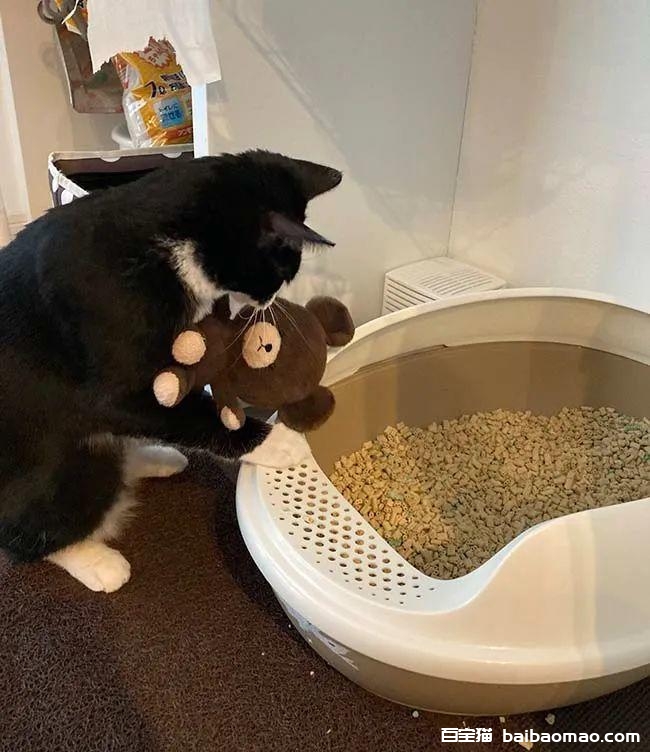 网友看到奶牛猫叼玩偶进猫砂盆，刚要制止才发现原来是在教玩偶上厕所！