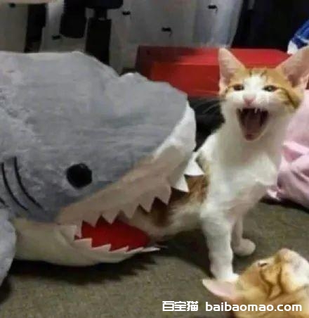 奶奶认为家里的鲨鱼玩偶咬了猫，就连夜把鲨鱼的嘴缝上了...