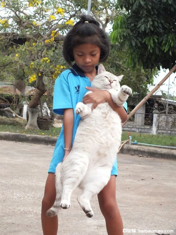 女儿说一定要养猫，妈妈就给养了一只，没想一年后，女儿都抱不动了！