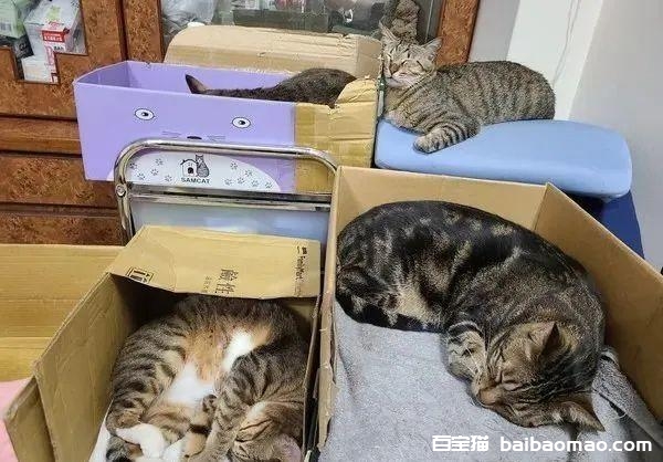 地震疏散演练！奴才开洗衣袋，10猫自动打包，赖着不想走：好玩