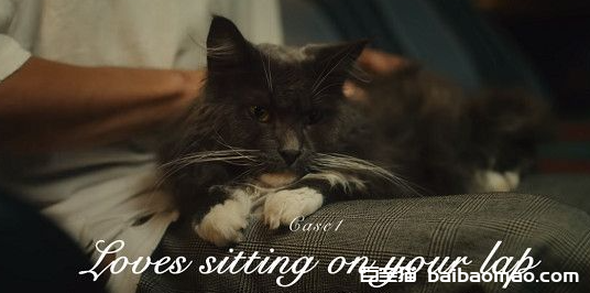日本Google广告商拍摄7种猫奴的幸福瞬间。