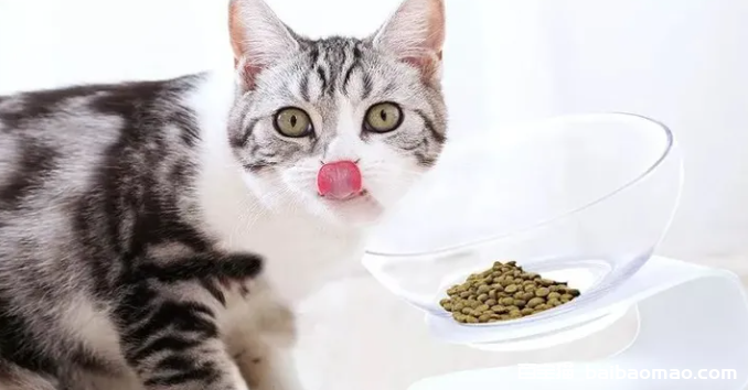 种可以帮助猫咪食欲大增的食物"