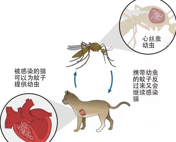 猫的心丝虫