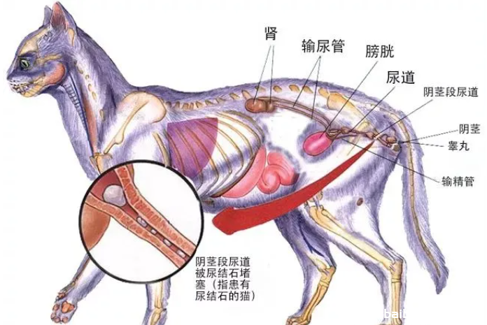 繁育人要知道的：猫的泌尿系统解剖结构