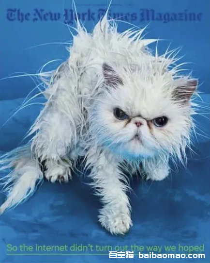 给猫咪洗澡的 7 个小技巧（适合新家长学习）