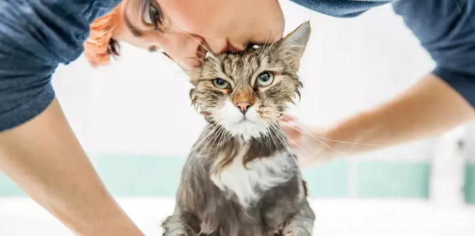给猫咪洗澡的 7 个小技巧（适合新家长学习）