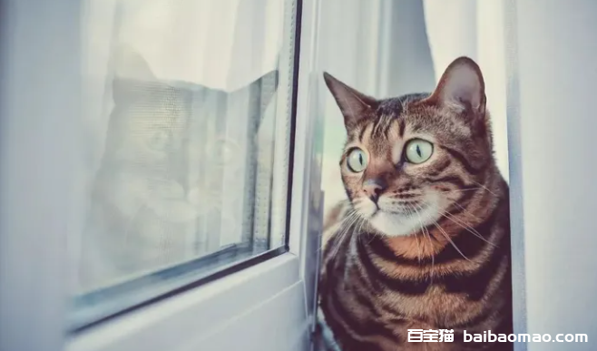 猫会像人一样患上哮喘吗？