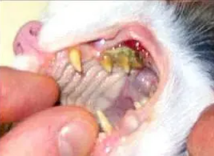 每个猫奴都要知道的：猫的三大牙科疾病