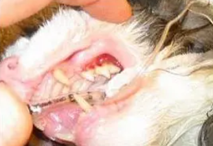 每个猫奴都要知道的：猫的三大牙科疾病