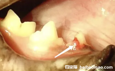 猫的牙齿破坏性吸收损伤（牙吸收） - FORLs