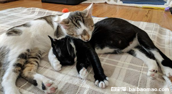 模范好老公! 老婆生产时虎斑猫全程陪产