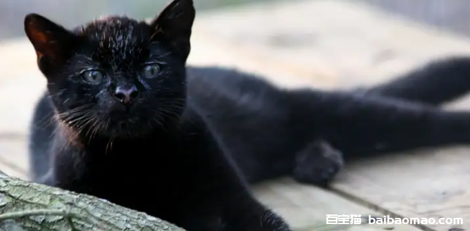 大黑猫，才是幸运之猫！