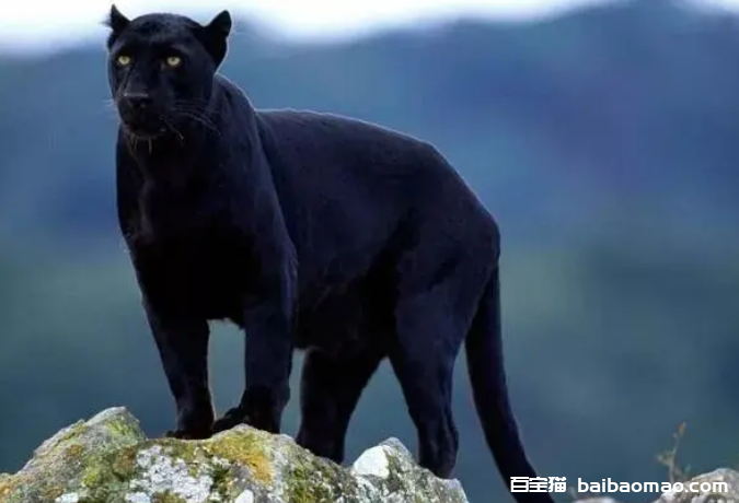大黑猫，才是幸运之猫！