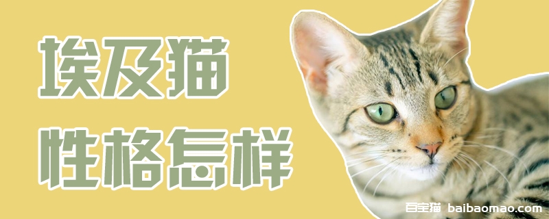 埃及猫性格怎样