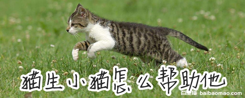 猫生小猫怎么帮助他