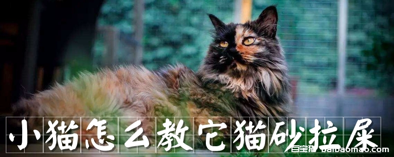 小猫怎么教它猫砂拉屎