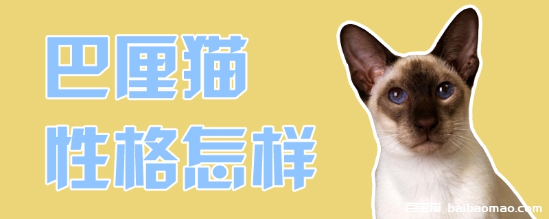 巴厘猫性格怎样