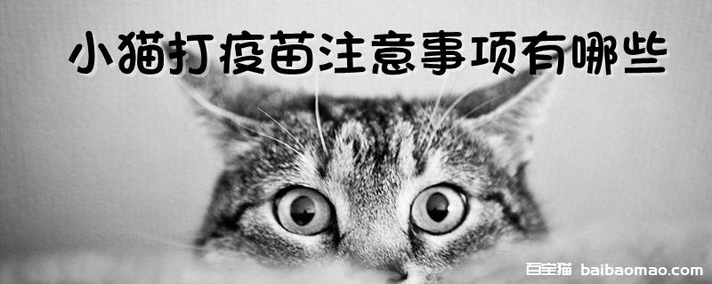 小猫打疫苗注意事项有哪些