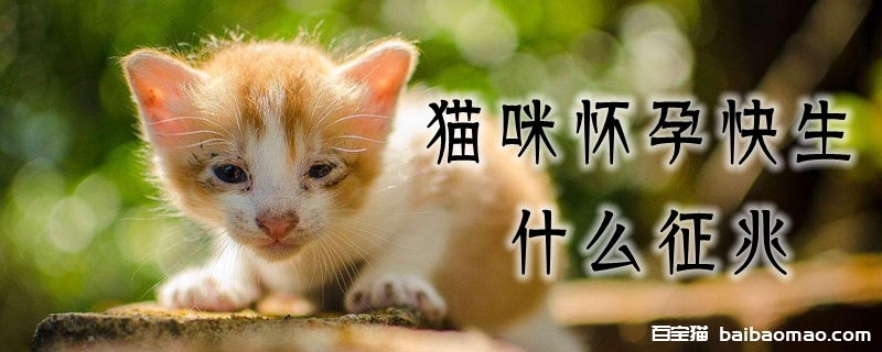 猫咪怀孕快生什么预兆