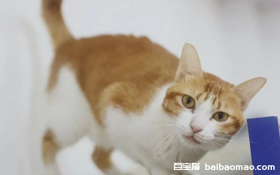 一开门猫咪就往外跑！这种行为如何纠正？