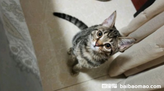 猫怎么洗澡