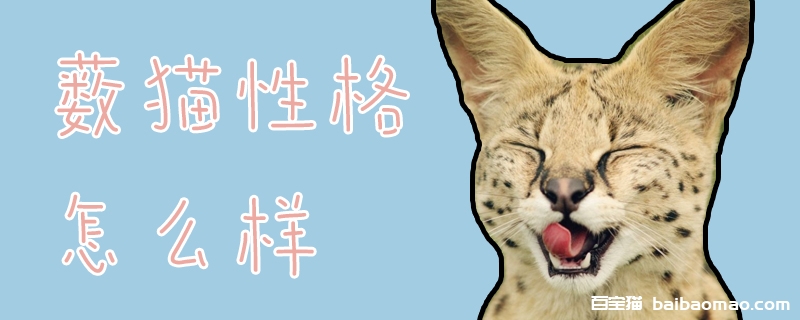 薮猫性格怎么样