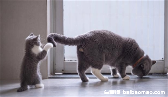 猫怎么训练听话