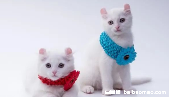 给2个月小猫洗澡了怎么办，看看小猫洗澡的必备知识分享！