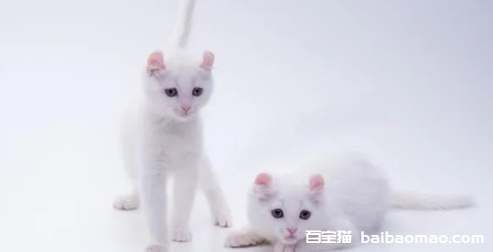 给2个月小猫洗澡了怎么办，看看小猫洗澡的必备知识分享！