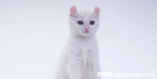 给2个月小猫洗澡了怎么办，看看小猫洗澡的必备知识分享！