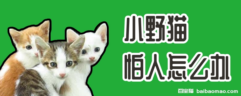 小野猫怕人怎么办