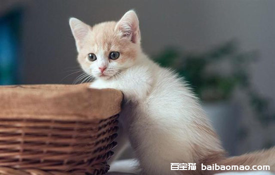 猫咪突然乱大小便是什么原因？怎么办纠正