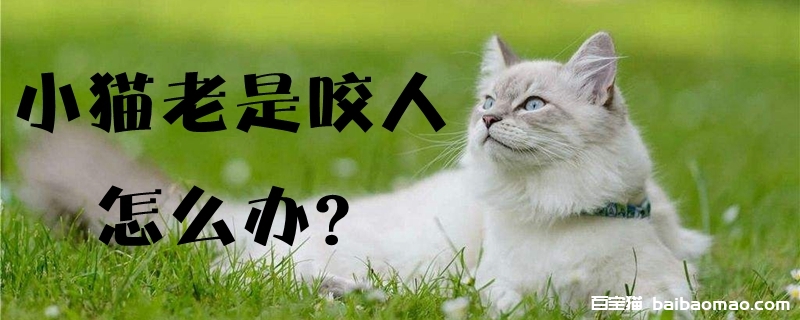 小猫老是咬人怎么办