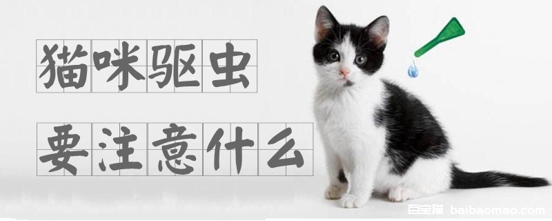 猫咪驱虫要注意什么