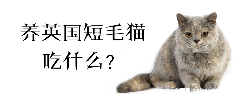 养英国短毛猫吃什么