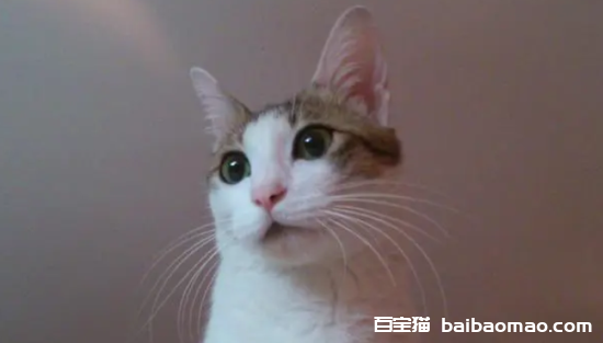 猫在猫砂盆外面拉屎怎么纠正