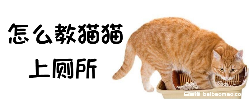 怎么教猫猫上厕所