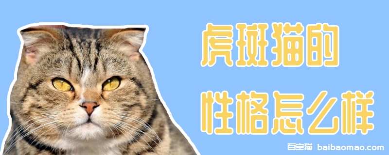 虎斑猫的性格怎么样