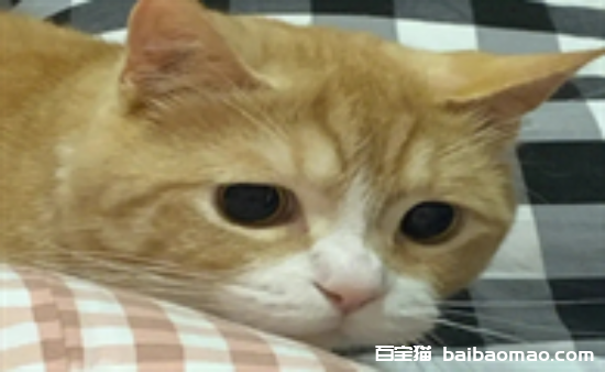 猫咪呕吐物颜色参照表