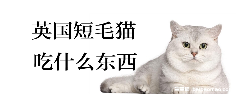 英国短毛猫吃什么东西